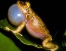 Climate change a likely culprit in coqui frogs altered calls, say UCLA biologists