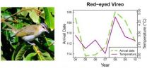 Climate change affects bird migration timing in North America