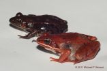 Climate change appears a mixed bag for a common frog