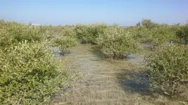 Climate change caused mangrove collapse in Oman