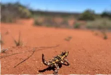 Climate change driving ‘cost-of-living' squeeze in lizards