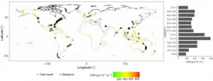 Climate change increases coastal blue carbon sequestration