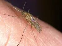 Climate change makes West Nile virus outbreaks plausible in UK