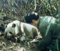 Climate change threatens giant pandas bamboo buffet – and survival