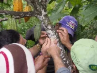 Climate change threatens global cocoa production: New study highlights pollination-based solutions