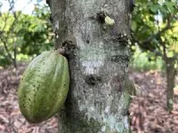 Climate change threatens global cocoa production: New study highlights pollination-based solutions 3