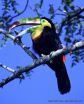 Climate change threatens tropical birds