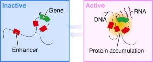 Close encounters between distant DNA regions cause bursts of gene activity