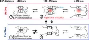 Close encounters between distant DNA regions cause bursts of gene activity 2