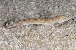 Closing the gap: Extreme desert gecko spotted on salt-flats in central Oman