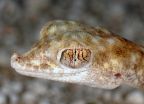 Closing the gap: Extreme desert gecko spotted on salt-flats in central Oman 2