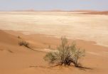 Closing the gap: Extreme desert gecko spotted on salt-flats in central Oman 3