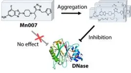 Clumps of this molecule inhibit strep’s DNA-cleaving enzymes 2