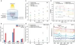 CNIC scientists discover a key mechanism in fat cells that protects the body against energetic excess 3