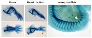 CNIC scientists identify essential factors for limb formation