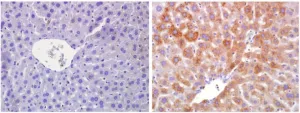 CNIO researchers find molecular switch that allows organisms to adapt to fasting conditions