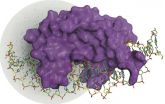 CNIO team has visualized the DNA double-strand break process for the first time 2