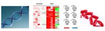 CNIO team presents a new strategy to personalise cancer therapies