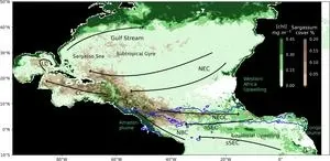 Co-authored USF study identifies ‘surprising’ cause of sargassum blooms in Caribbean 2