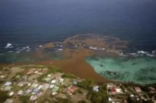 Co-authored USF study identifies ‘surprising’ cause of sargassum blooms in Caribbean 3