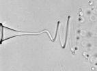 Co-flowing liquids can stabilize chaotic 'whipping' in microfluidic jets 3