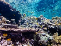 Coastal lights trick coral reefs into spawning earlier than they should