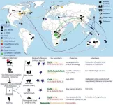 Cobalt mineralogy at the Iron Creek deposit, Idaho cobalt belt, USA: Implications for domestic critical mineral production