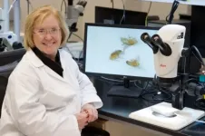 Cocaines effect on the brain: Fruit fly research shows impact at the cellular level