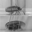 Cockroach-inspired robot uses body streamlining to negotiate obstacles