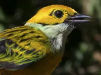 Coffee plantations limit birds’ diets