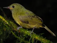 Coffee plantations limit birds’ diets 2