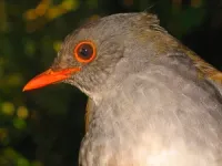 Coffee plantations limit birds’ diets 3