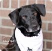 Cokie Roberts Black Lab Lost in Bethesda