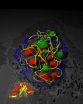 Cold viruses point the way to new cancer therapies