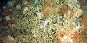 Cold-water coral traps itself on mountains in the deep sea