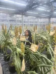 Collaboration to develop sorghum hybrids to reduce synthetic fertilizer use and farmer costs