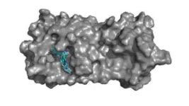 Collaborative study focuses on using computer algorithms to find molecular adaptations to improve COVID-19 drugs 3