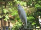 Colonization of Brazil by the cattle egret 2