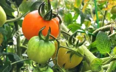 Color and flavor -- pigments play a role in creating tasty tomatoes