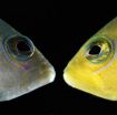 Color-morphing reef fish is a 'wolf in sheep's clothing' 2