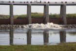 Colorado River Delta greener after engineered pulse of water