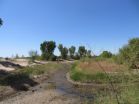 Colorado River Delta greener after engineered pulse of water 3