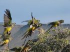 Colorful boundary trespassers: Burrowing parrots crossed the Andes 120,000 years ago