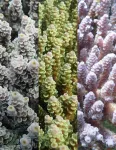 Colorful connection found in corals ability to survive higher temperatures