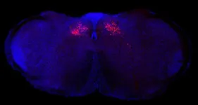 Columbia scientists identify new brain circuit in mice that controls body’s inflammatory reactions