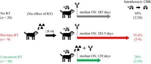 Combination therapy effective against canine melanoma 2