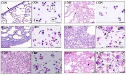 Combination therapy may provide significant protection against lethal influenza