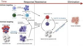 Combined approach could boost breast cancer immunotherapy, study suggests