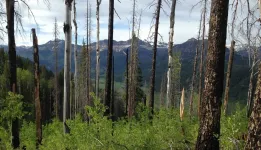 Combined bark beetle outbreaks and wildfire spell uncertain future for forests