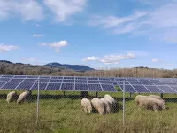 Combining solar panels and lamb grazing increases land productivity, study finds